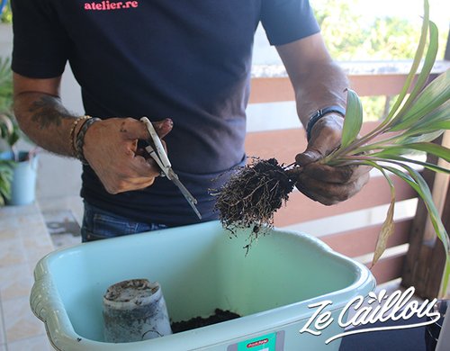 5-atelier-kokedama-reunion-racine